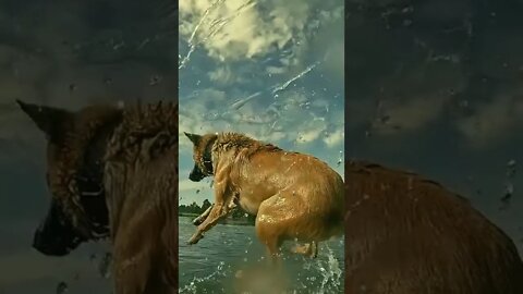 A Dog Enjoying a Swim