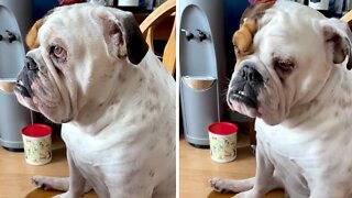 Bulldog Adorably Struggles To Stay Awake In Kitchen Chair