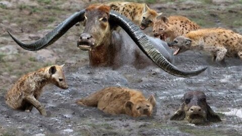 Best attack wild Epic Battle Of Hyenas vs Buffalo : Lion , Buffalo , Wild Dog , warthog , deer