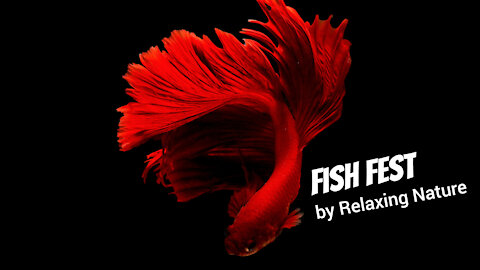 Fish Fest - 60 minutes of Beautiful, Relaxing Music for Study, Work, Meditation, Sleep