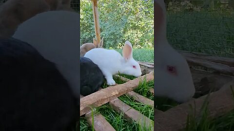 #meatrabbits #rabbits #homesteading #farmlife