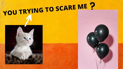 BALLOON FRIGHTENS CAT