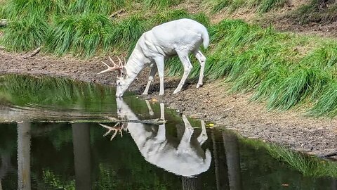 I found a buck in Wisconsin BUT I can't hunt it..