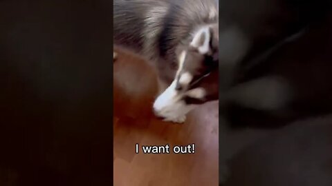 Husky tells me he needs to poop AGAIN!! #puppy #husky #dog #pets #funny #shorts #dogs #cute