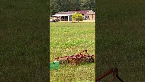 It Happens More Than You Think #covercrop #farming #buckwheat #wildturkeys #wildlife