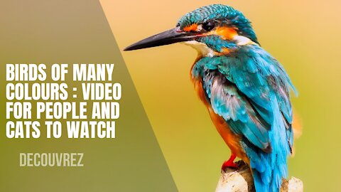 Birds of Many Colours : Video for People and Cats to Watch