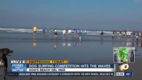 Dozens Of Dogs Hit The Beach At Del Mar To Surf For A Good Cause