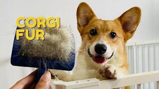 Shinji The Corgi- Brushing and Belly Rub for Corgi