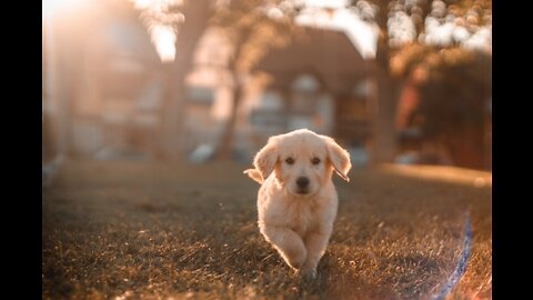 The Most Effective Ways To Train Your Dog