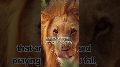 If Only They Put That Energy Into There Own Life | Lion Motivation