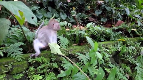 un singe mignon et très drôle