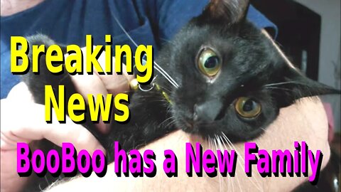 Breaking News! BooBoo Has a New Home (She is a Vietnam Visa victim)