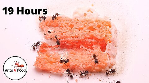 Ant Colony vs Strawberry Cake Time Lapse