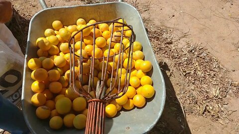 Tirando Laranja + Mostrando pegador de frutas Chácara