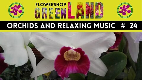 BILLY GOAT STOMP MUSIC | 100 ORCHIDS TO THE SOUND OF RELAXING MUSIC | # 24