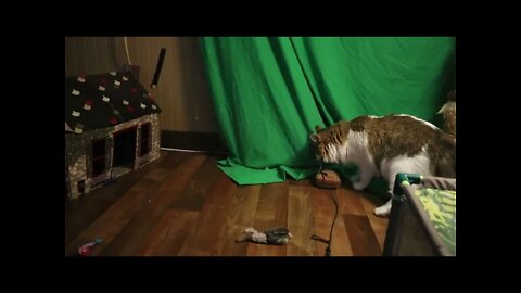 Cat Drags Feather Toy as his Kill