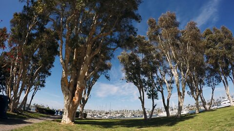 Blasian Babies DaDa Windy Day At Chula Vista Marina And Bayfront Park (1440 Time Lapse)