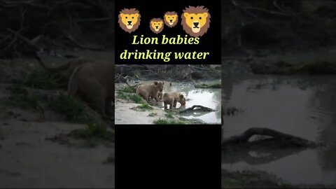 Lion & Lion babies drinking water 💧#shorts #youtubeshorts