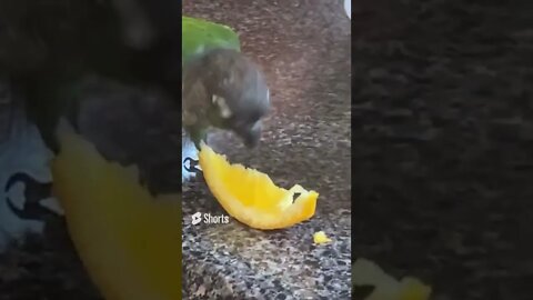 My bird eating an orange :)