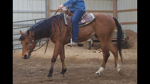 AQHA Bay Music Lover