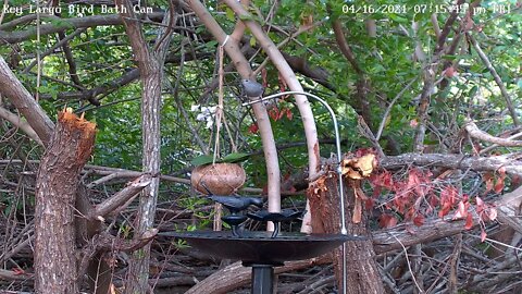 Gray catbird gets a drink from dripper tube