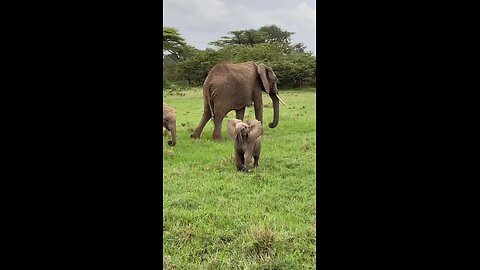 Baby Elephant Attack 🦣🦣🦣