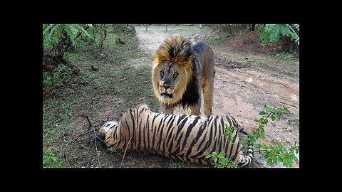 Lion VS Tiger - Tiger VS Lion Real Fight to Death - Aj Wildlife Telecast