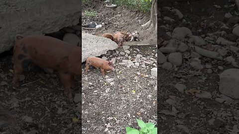 Piglets are the best #pigs #piglets #cute #homestead #farmlife