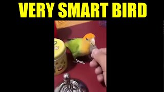 Very Smart Bird