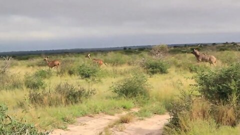 Herd of Kudu running