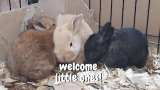 Welcome Little Ones!