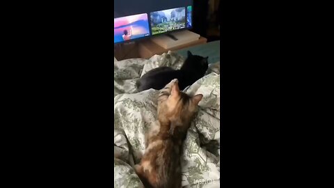 Funny Animal Video 😅 #animalfunny #catanddog