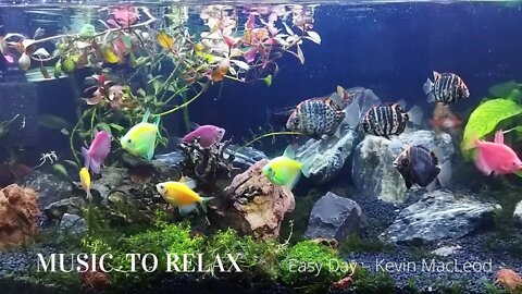 MUSIC TO RELAX, RELIEVE STRESS AND SLEEP Easy Day – Kevin MacLeod EXOTIC FISH IMAGES