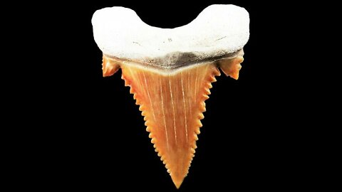 Palaeocarcharodon orientalis Extinct Shark Serrated Tooth