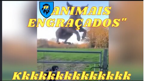 ANIMAIS ENGRAÇADO #1