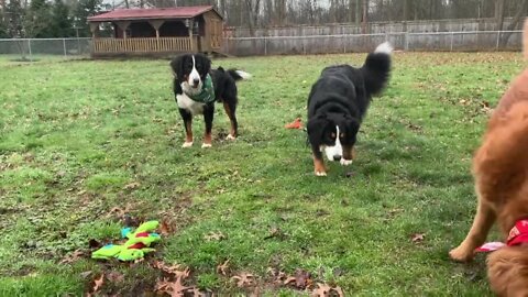 Some advocates in WNY crossing their fingers for Gov. Hochul to sign Puppy Mill Bill