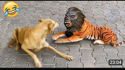 Funny dog and tiger 🐅 vedios