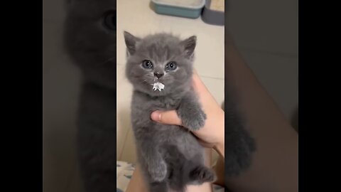 Cute kitten #catvideos #cats #lovecats #cat #catlover #princesscat #kittens