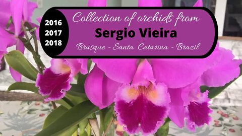 ENJOY THE COLLECTION OF SERGIO VIEIRA - A PARADE OF ORQUIDEAS THE MUSIC SOUND RELAXING