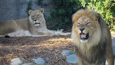 Angry Lion VS Tiger Most Amazing Animals in the World