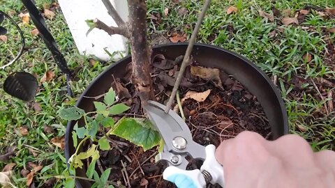 How To Grow A Tree or A Plant From Cuttings =D