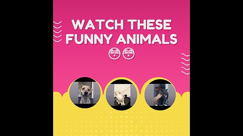 NeWFunny Animal vedio