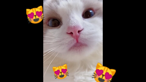 #shorts cat meme & kitten (tik tok video] - funny cats meow baby cute compilation [cat-cash home)