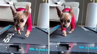 Cute Baby Yorkie Adorably Walks On A Treadmill