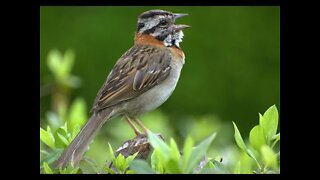 canto tico tico classico para encartar e esquentar seu tico