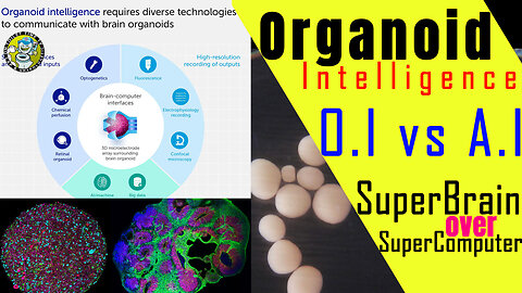 Brain Organoids 'Oi' Take Over 'AI': Is This the Future of Artificial Intelligence?