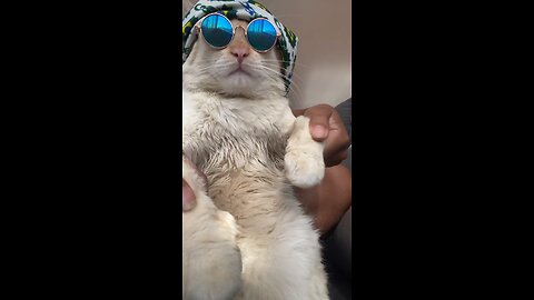 Cat Dance| Cute🥰|#rumble #cat #dance #viral #song