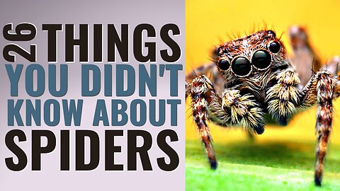 26 Fascinating Facts About Spiders You Need to Know!