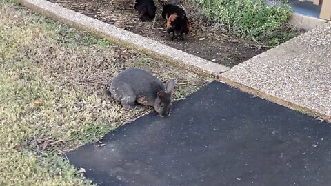 Rabbit Accidently Walked Into A Trap - Silly Rabbit Trix Are For Kids