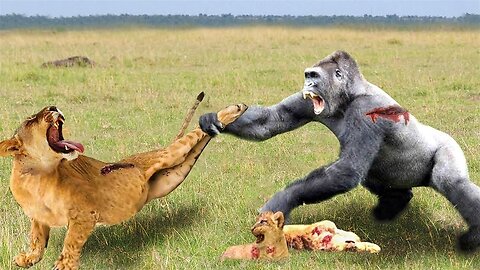 Terrible Punch From Gorilla - Angry Baboon Tortures The Lion Family Too Cruel To Avenge His Comrades